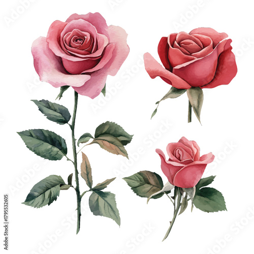 Watercolor pink and red roses illustration set on white background isolated on transparent background, Vector, illustration