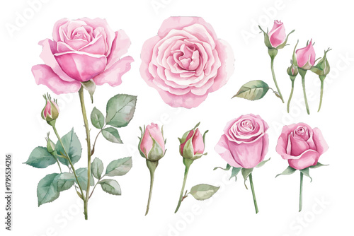 Watercolor pink roses set, blooming flowers, buds and foliage. isolated on transparent background, Vector, illustration