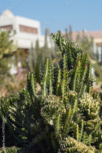 close up of a cactus