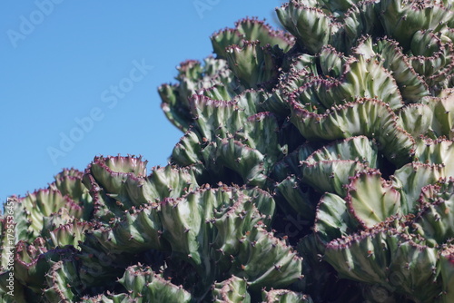 cactus in the desert