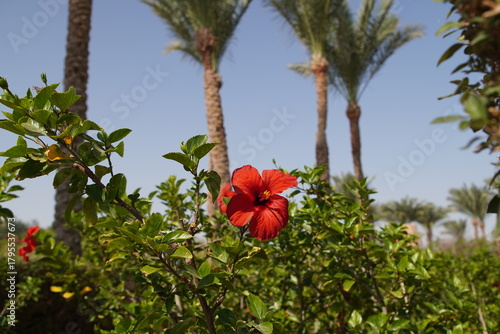 flowers in the garden