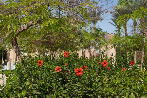 flowers in the garden