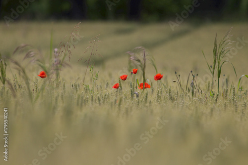 poppies in the field