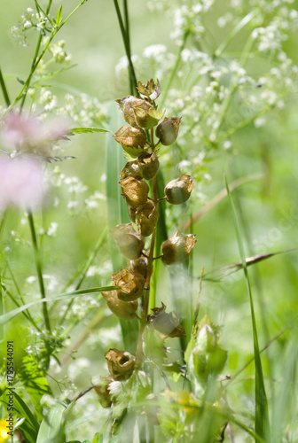 yellow rattle
