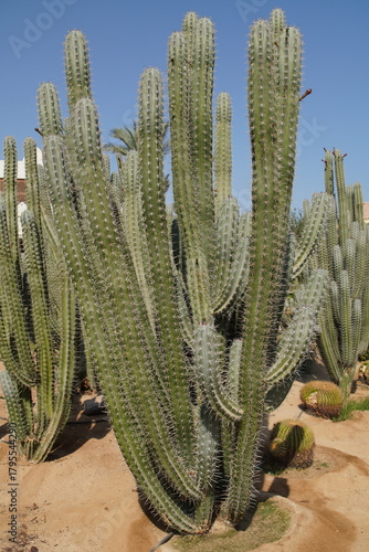 cactus in the garden
