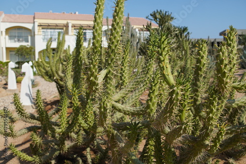cactus in the garden