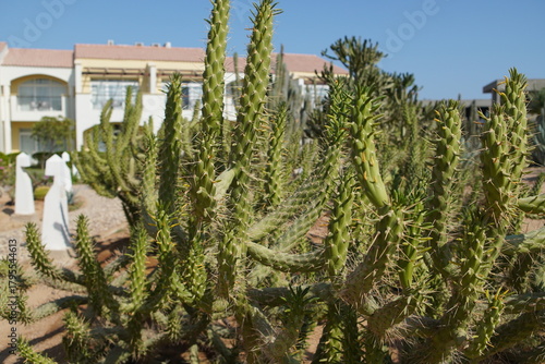 cactus in the garden