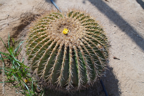 cactus in the garden