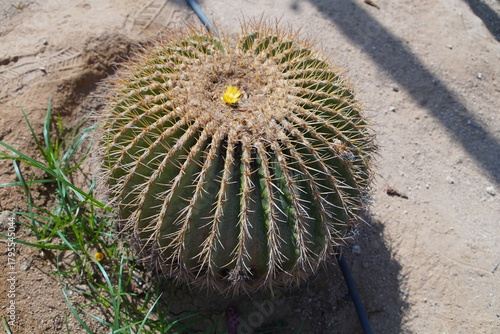 cactus in the desert