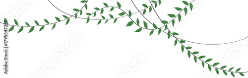 Green vine plant illustration hanging from above
