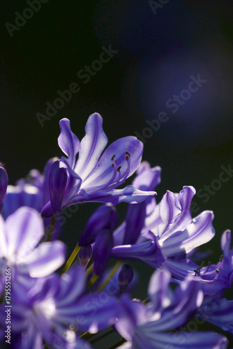 close up of a blue flower