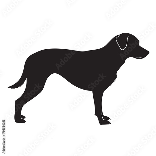 Labrador retriever dog. Vector black silhouette.
