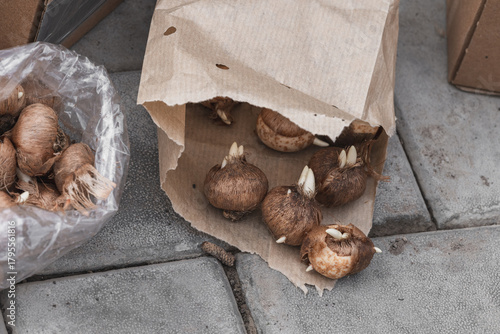Crocus bulbs in a paper bag ready for planting. Autumn planting of bulbous flowers in the garden.
