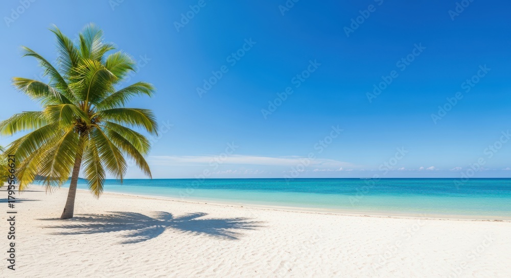 Obraz premium palm trees on the beach