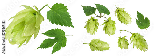 Canvas-taulu Hop cone isolated on white background. Beer brewing ingredients