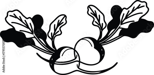 sketch of a Whole radish with leaves on white surface