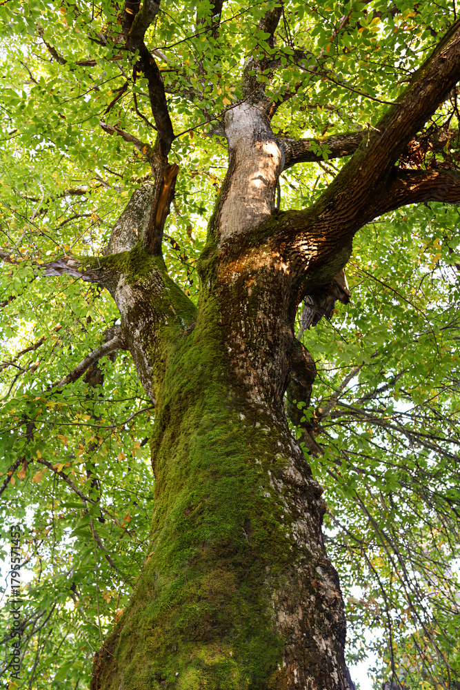 Fototapeta premium Fotografía de un castaño desde abajo en la que se ve el tronco y la copaa de hojas verdes desde abajo.