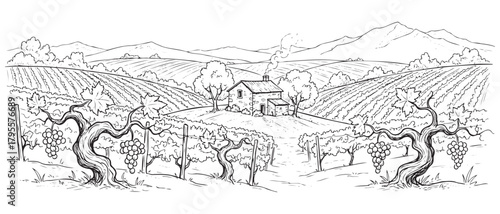 A black and white drawing of a vineyard with a house in the middle. The vineyard is full of grapes and the house is surrounded by trees