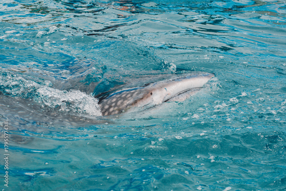 Fototapeta premium Whale shark - Bohol Island - Philippines