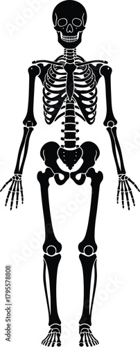 Detailed full human skeleton illustration showing anatomical bone structure in frontal view, perfect for medical education, anatomy study, healthcare graphics, and scientific presentations.