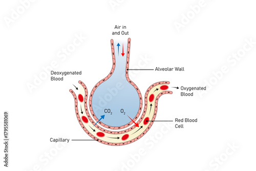 Alveoli Structure and Function Science Design. Vector Illustration.