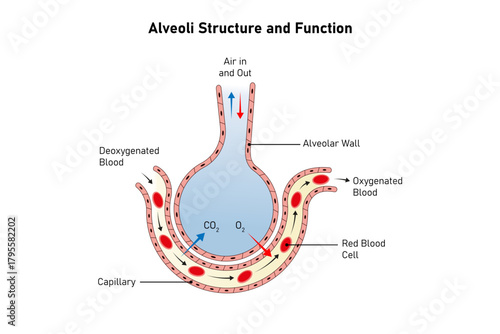 Alveoli Structure and Function Science Design. Vector Illustration.