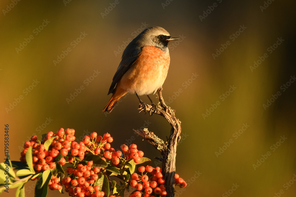 Fototapeta premium colirrojo