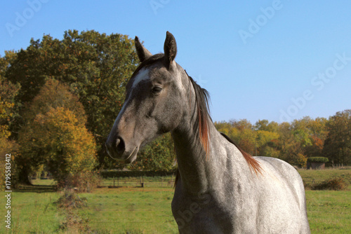 Portrait chevalin