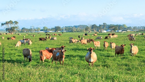 Large Herd Of New Zealand Jersey Dairy Cows 