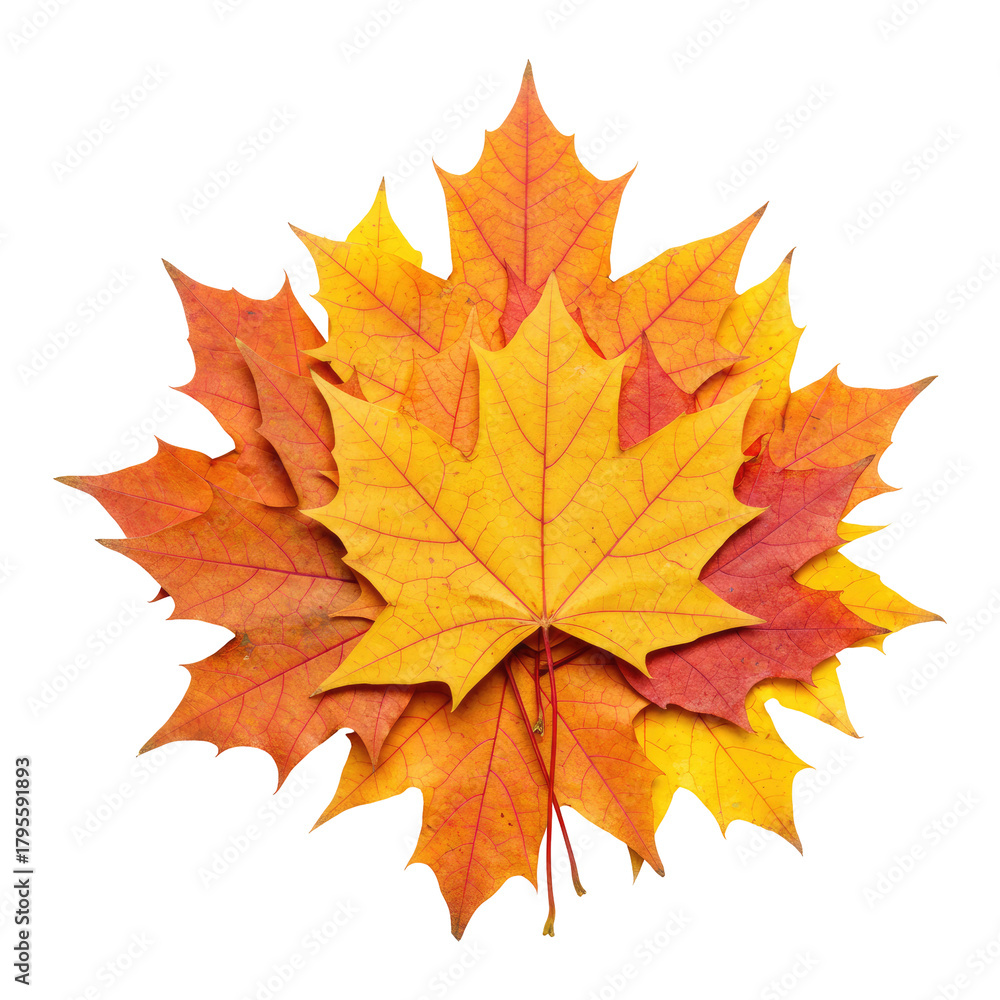 Obraz premium Rustic Autumn Charm with Maple Leaves Displayed Isolated on Transparent PNG Background.