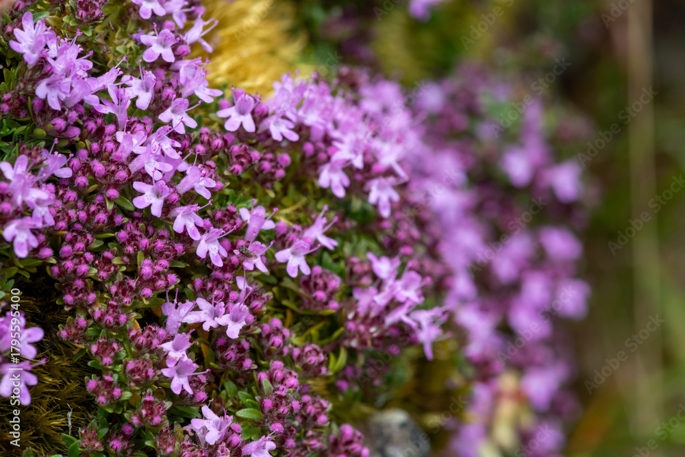 Obraz premium Close up of valerian (valeriana officinalis) flowers in bloom