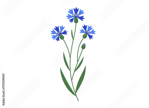 A flat vector illustration of a chicory flower, the Cichorium intybus plant, blooming wild herb with blossomed buds and stem, drawn botanically against a white background