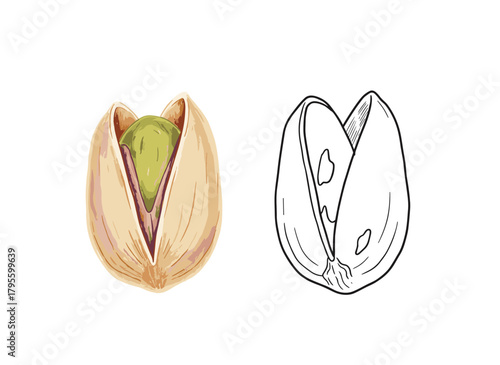 A hand‑drawn vector illustration in a retro style shows colored pistachio nuts and an unpainted outline sketch of pistachio fruits, with green kernels inside the shells, set against a white