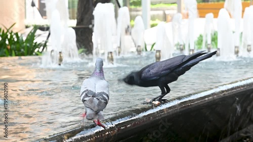 4K Pigeon and crow stand side-by-side drinking a water urban fountain