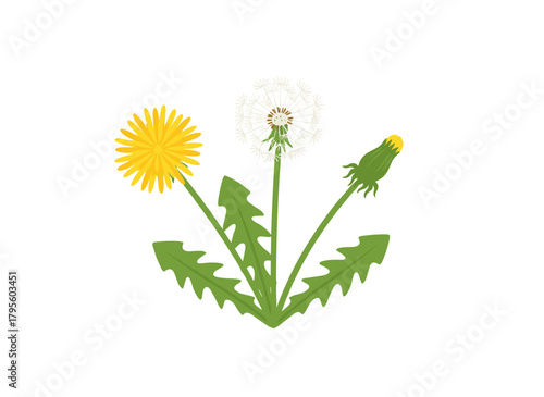A hand‑drawn vector illustration of a dandelion, showcasing its flowers and seed heads against a white background, rendered in an elegant vintage botanical style for herbalism