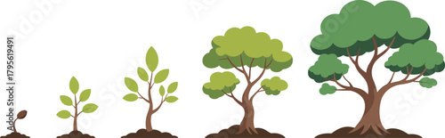 Tree growth stages illustration, plant development vector, seed to mature tree, nature cycle drawing, educational biology artwork, botanical timeline sketch