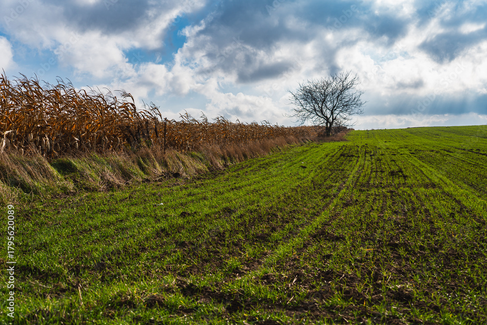 Obraz premium boundary separating fields with winter grain and ripe corn