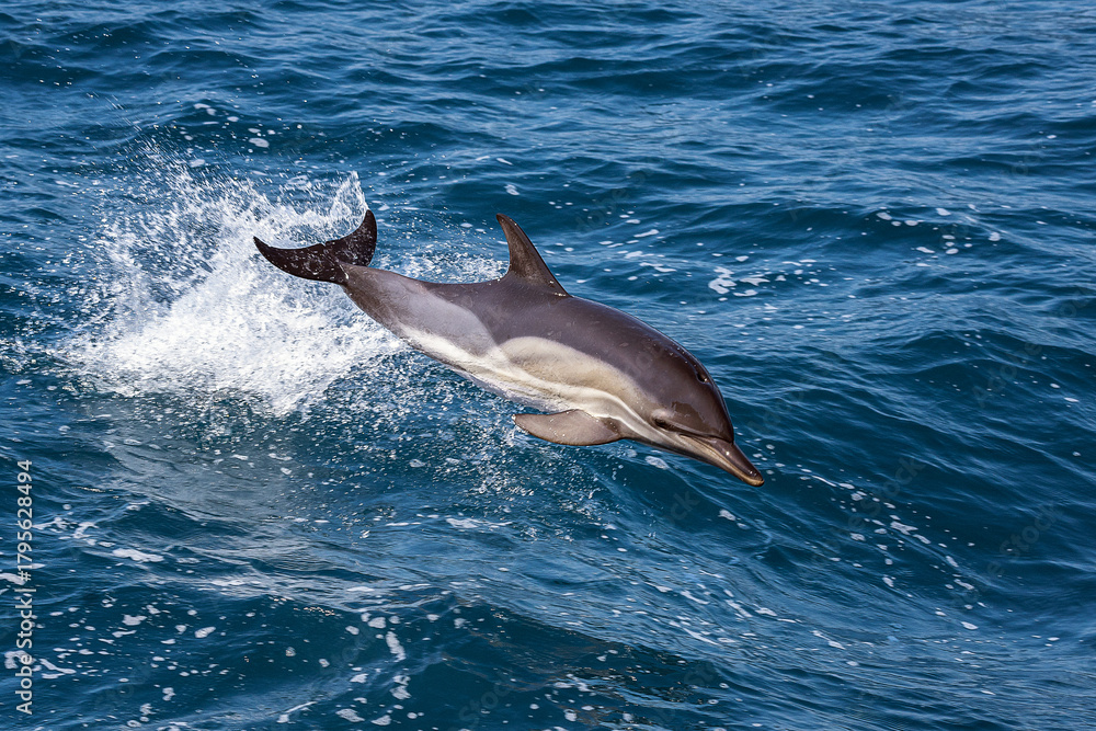 Fototapeta premium Dolphin jumping over the waves in black sea.