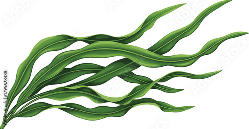 Green seaweed vector illustration, realistic kelp leaves, underwater botanical design, marine plant artwork, ocean foliage texture, nature-inspired aquatic graphic element