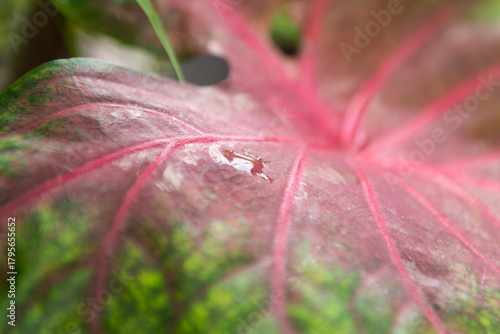 Photography Shiny water drops on croton leaves