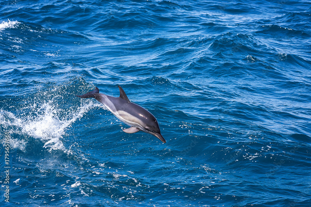 Naklejka premium Dolphin jumping over the waves in black sea. 