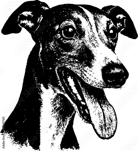Greyhound Sighthound in retro xerography halftone engraving style with bold grain and sleek contrast, isolated
