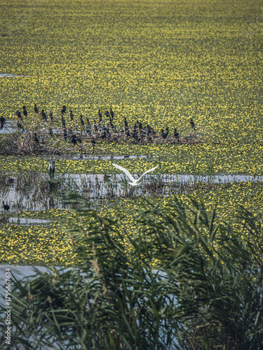 A serene wetland scene with floating yellow flowers covering the water, as various birds including a flying egret and perched cormorants gather among reeds and vegetation.