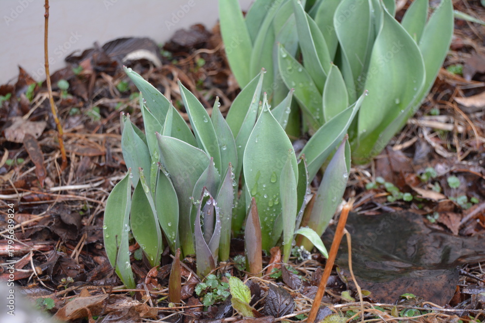 Obraz premium Lilys coming out for spring