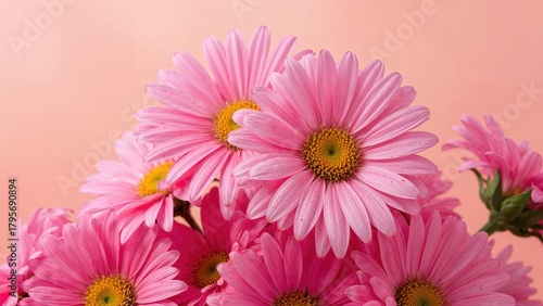 Pink daisies arranged together on a soft pink background, showcasing vibrant colors and delicate petals.
