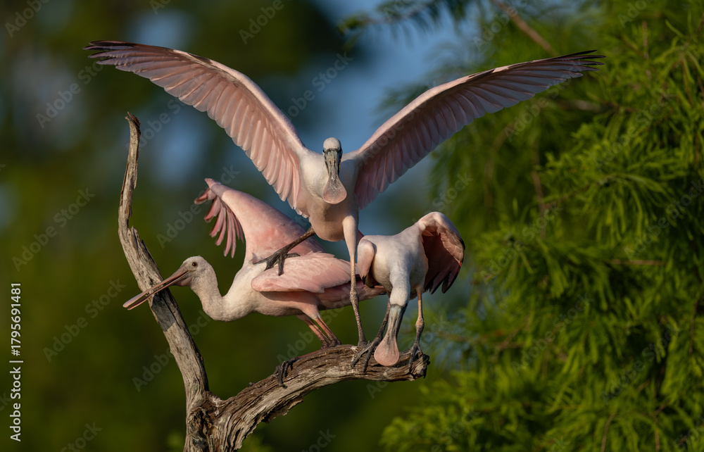 Fototapeta premium Roseate spoonbill in south Florida 
