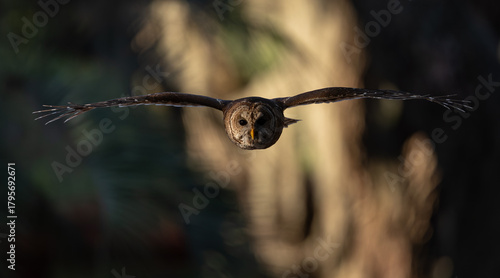 A barred owl in Florida 