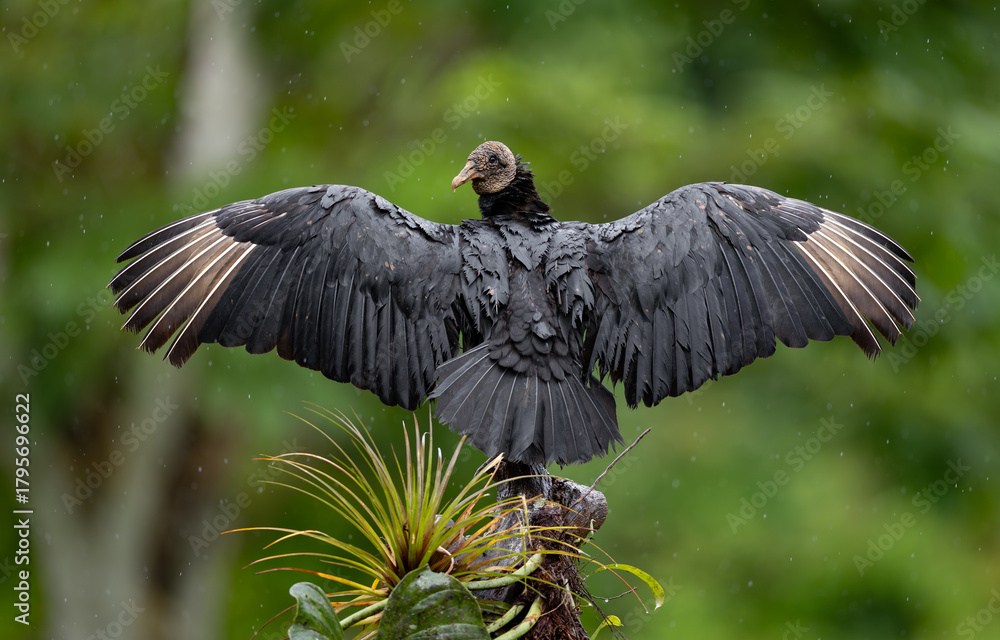 Naklejka premium Black Vulture in Costa Rica 