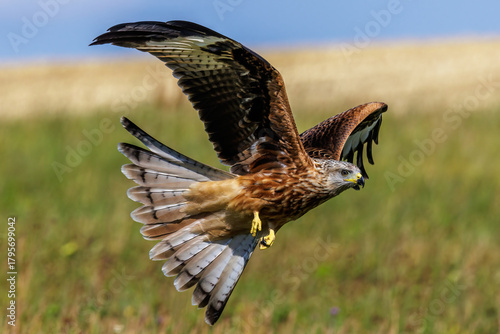 Rotmilan (Milvus milvus)