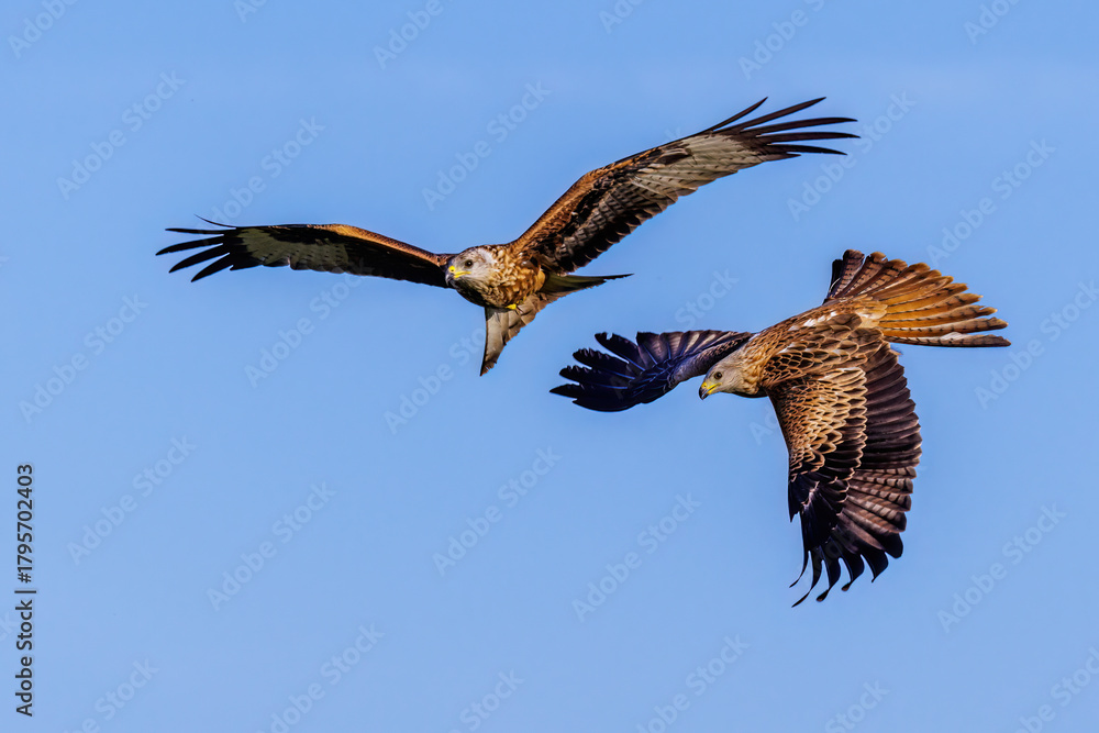 Obraz premium Rotmilan (Milvus milvus)